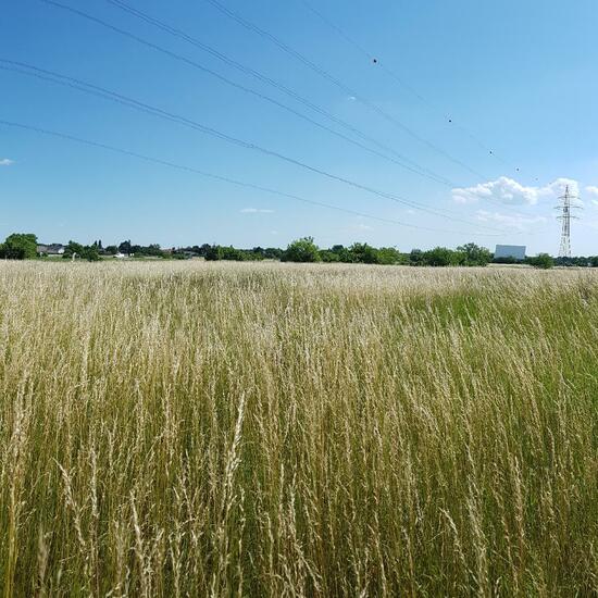 Landscape: Grassland and Shrub in habitat Natural Meadow in the NatureSpots App