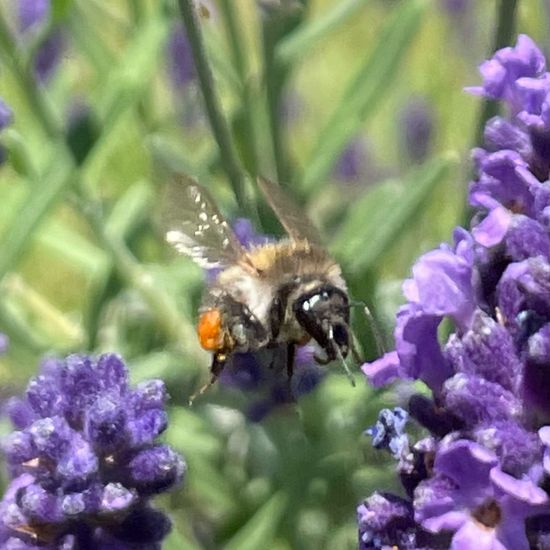 Bombus pascuorum: Animal in habitat Garden in the NatureSpots App