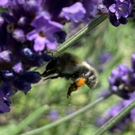 Bombus pascuorum: Animal in habitat Garden in the NatureSpots App