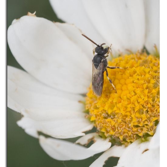 Hylaeus hyalinatus: Animal in habitat Garden in the NatureSpots App