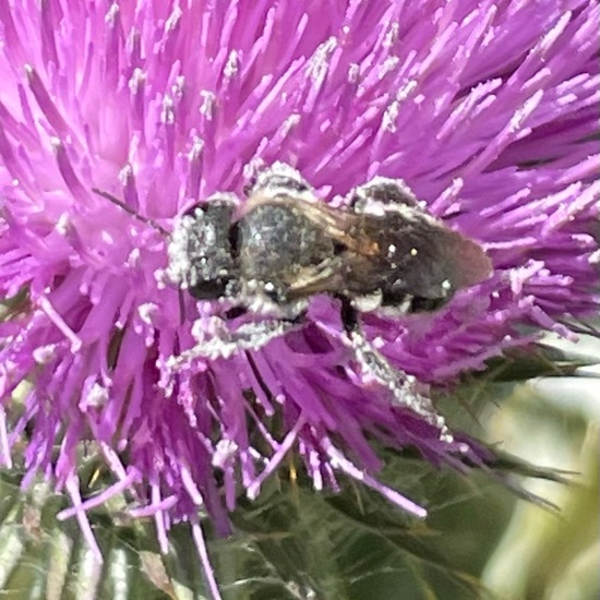 Osmia leaiana: Animal in habitat Garden in the NatureSpots App