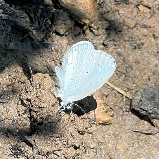 Holly Blue: Animal in habitat Garden in the NatureSpots App