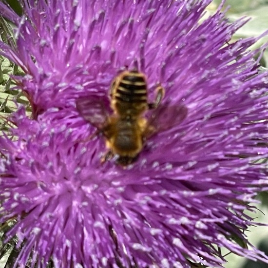 Megachile rotundata: Animal in habitat Garden in the NatureSpots App