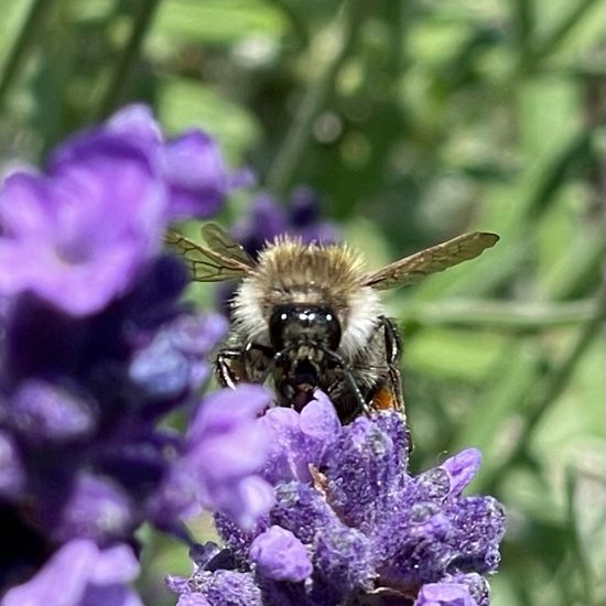 Bombus pascuorum: Animal in habitat Garden in the NatureSpots App