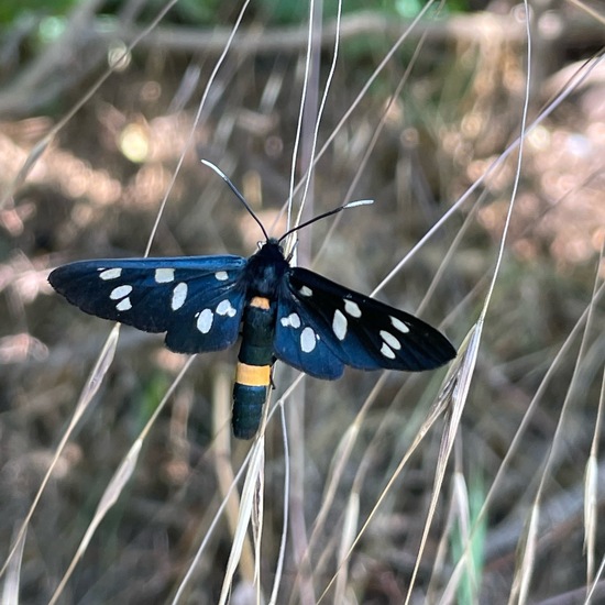 Nine-spotted moth: Animal in habitat Garden in the NatureSpots App