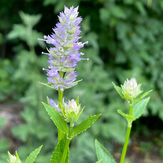 Agastache foeniculum: Plant in habitat Garden in the NatureSpots App