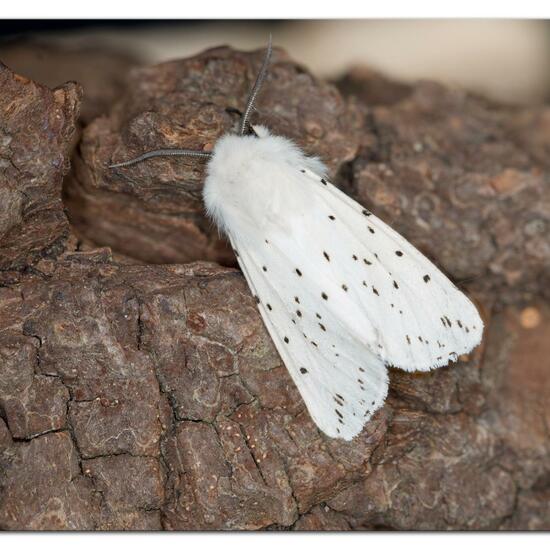 Spilosoma lubricipeda: Animal in habitat Garden in the NatureSpots App