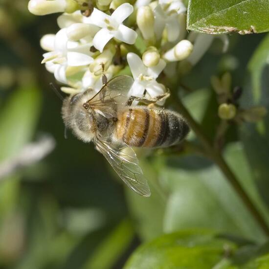 Apis mellifera: Animal in habitat Garden in the NatureSpots App