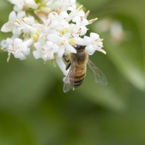 Apis mellifera: Animal in habitat Garden in the NatureSpots App