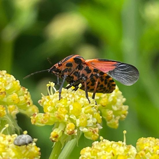 Graphosoma lineatum: Animal in habitat Garden in the NatureSpots App