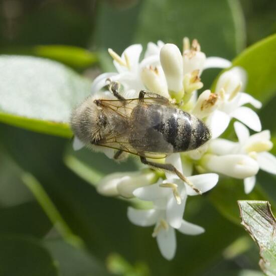 Apis mellifera: Animal in habitat Garden in the NatureSpots App