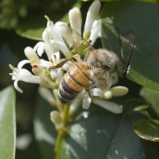 Apis mellifera: Animal in habitat Garden in the NatureSpots App