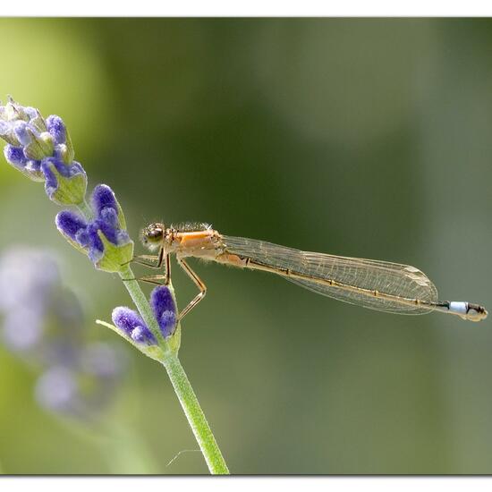 Blue-tailed damselfly: Animal in habitat Garden in the NatureSpots App