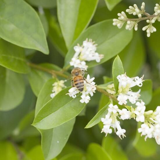 Apis mellifera: Animal in habitat Garden in the NatureSpots App