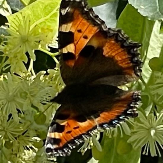 Aglais urticae: Animal in habitat Backyard in the NatureSpots App