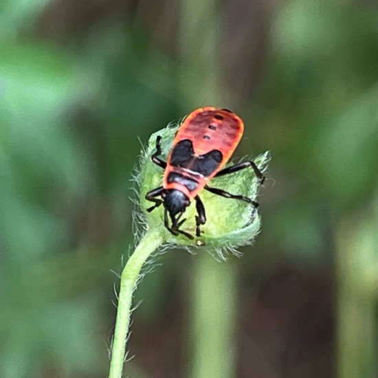 Firebug: Animal in habitat Garden in the NatureSpots App