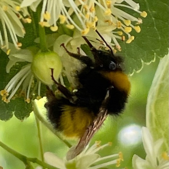 Bombus hortorum: Animal in habitat Backyard in the NatureSpots App