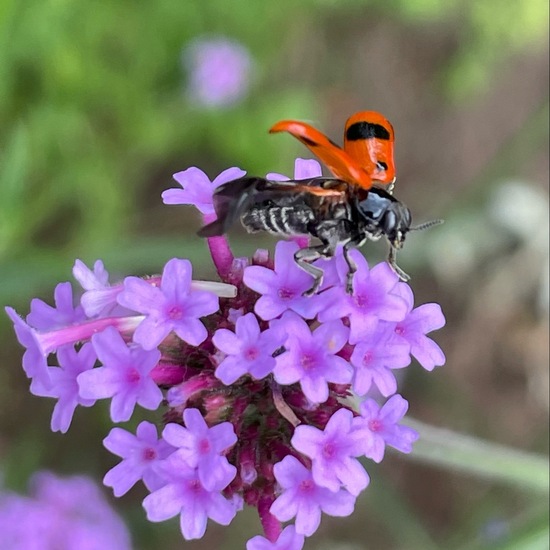 Verbena bonariensis: Plant in habitat Garden in the NatureSpots App