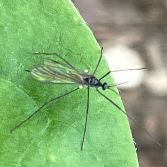 Ormosia (mosquitoes): Animal in habitat Garden in the NatureSpots App