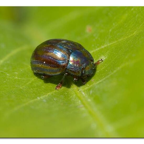 Chrysolina americana: Animal in habitat Garden in the NatureSpots App