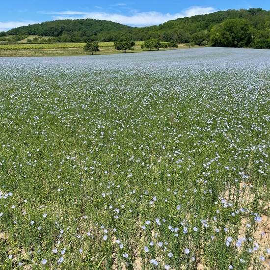 Linum usitatissimum: Plant in habitat Crop cultivation in the NatureSpots App