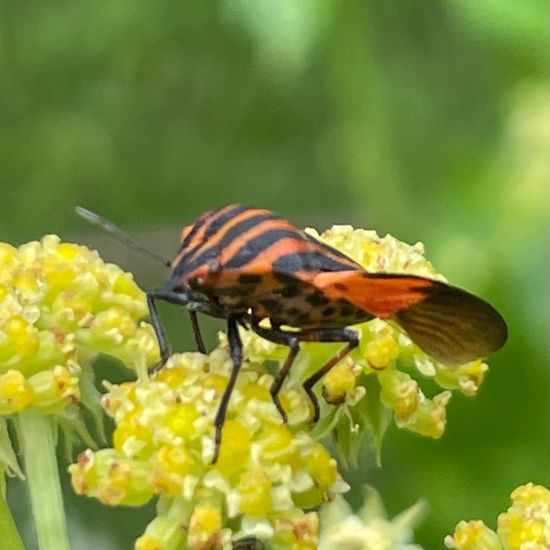 Graphosoma lineatum: Animal in habitat Garden in the NatureSpots App