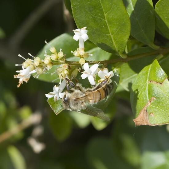 Apis mellifera: Animal in habitat Garden in the NatureSpots App