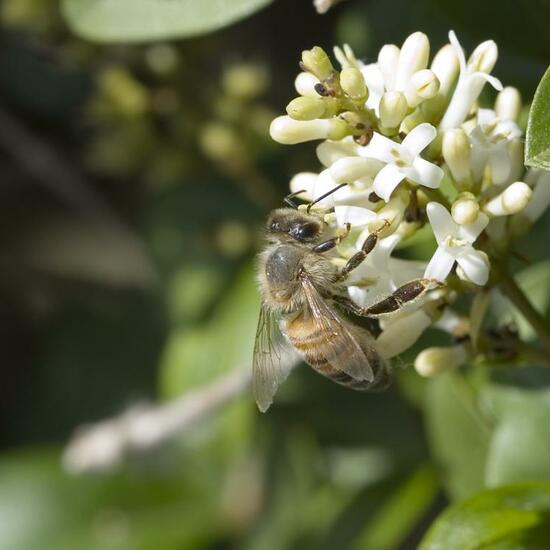 Apis mellifera: Animal in habitat Garden in the NatureSpots App