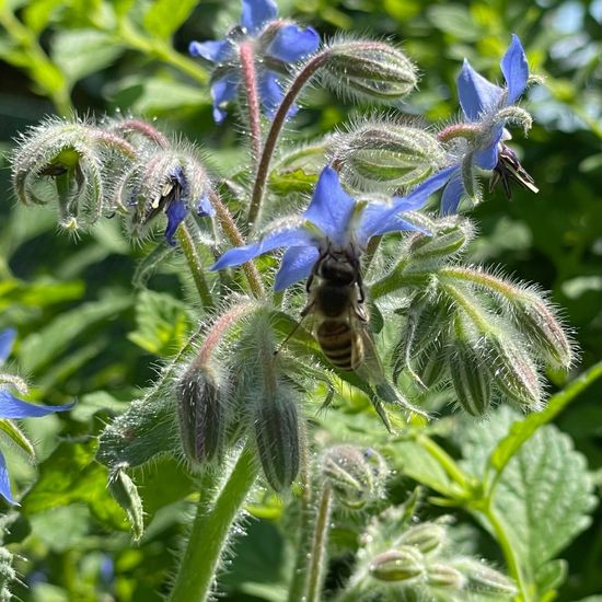 Borage: Plant in habitat Garden in the NatureSpots App