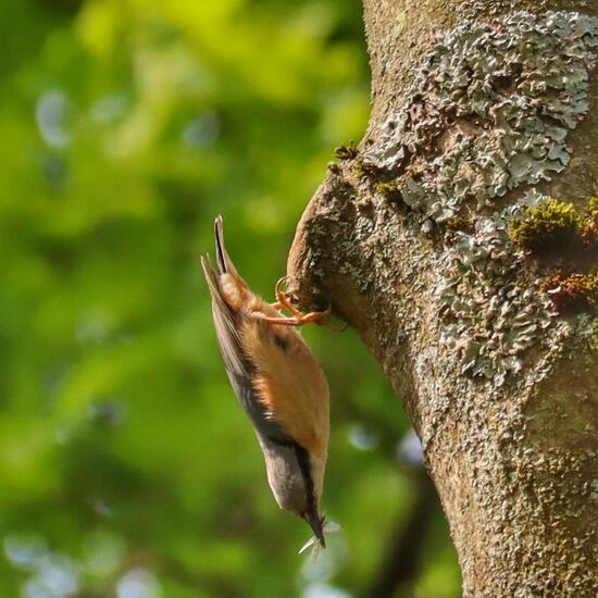 Sitta europaea: Animal in habitat Semi-natural grassland in the NatureSpots App