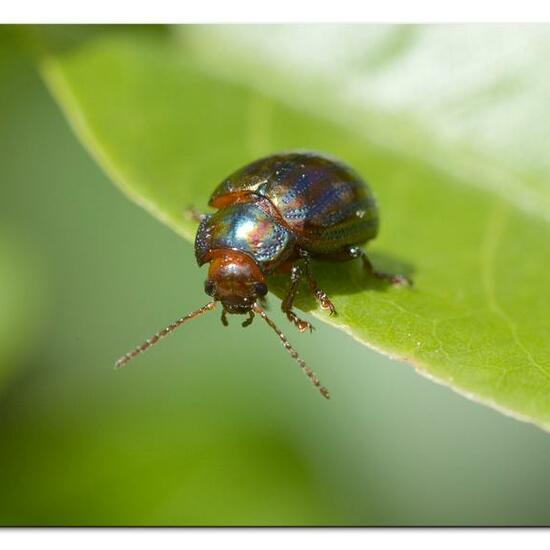 Chrysolina americana: Animal in habitat Garden in the NatureSpots App