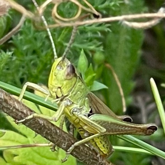 Meadow grasshopper: Animal in habitat Garden in the NatureSpots App