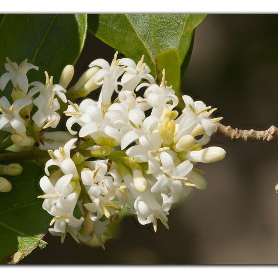 Ligustrum obtusifolium microphyllum: Plant in habitat Garden in the NatureSpots App