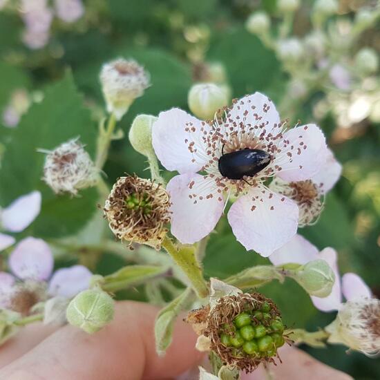 Rubus fruticosus: Plant in habitat Sub-urbia in the NatureSpots App