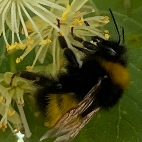 Bombus hortorum: Animal in habitat Backyard in the NatureSpots App