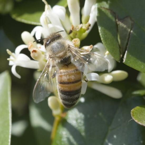 Apis mellifera: Animal in habitat Garden in the NatureSpots App