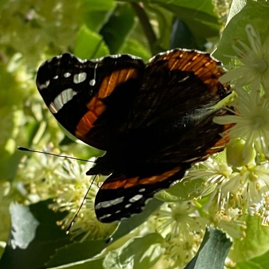 Vanessa atalanta: Animal in habitat Backyard in the NatureSpots App