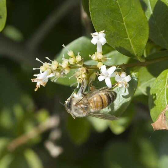 Apis mellifera: Animal in habitat Garden in the NatureSpots App