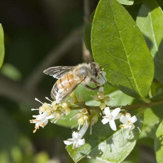 Apis mellifera: Animal in habitat Garden in the NatureSpots App