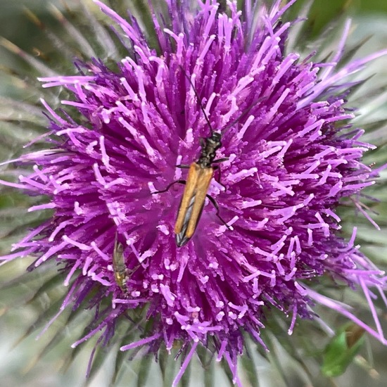 Oedemera femorata: Animal in habitat Garden in the NatureSpots App