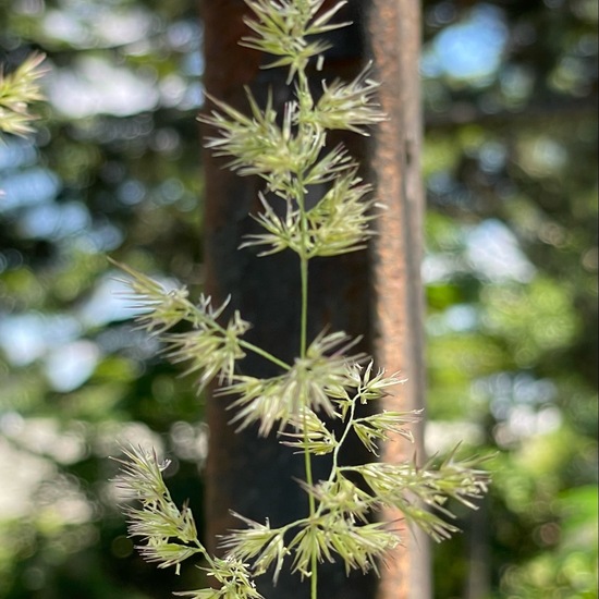 Calamagrostis epigejos: Plant in habitat Garden in the NatureSpots App