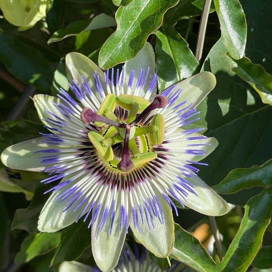 Passiflora caerulea: Plant in habitat Garden in the NatureSpots App