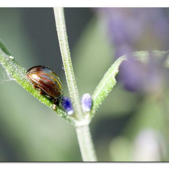 Chrysolina americana: Animal in habitat Garden in the NatureSpots App