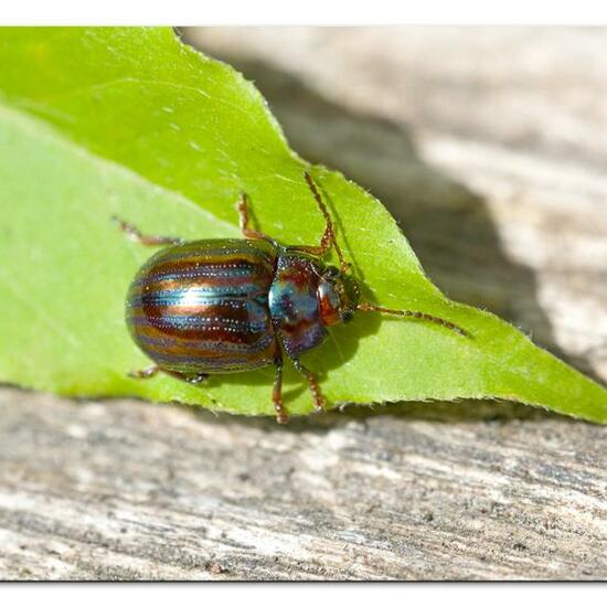 Chrysolina americana: Animal in habitat Garden in the NatureSpots App