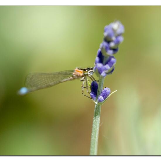 Blue-tailed damselfly: Animal in habitat Garden in the NatureSpots App