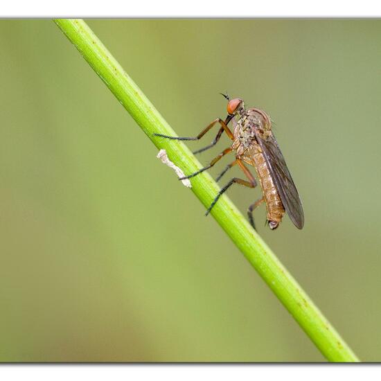 Empis livida: Animal in habitat Natural Meadow in the NatureSpots App