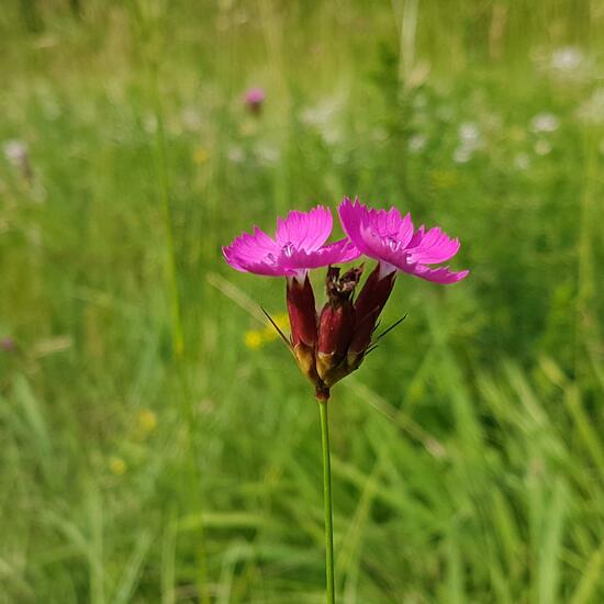 Red campion: Plant in habitat Natural Meadow in the NatureSpots App