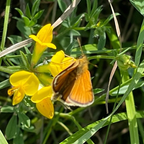 Essex Skipper: Animal in habitat Natural Meadow in the NatureSpots App