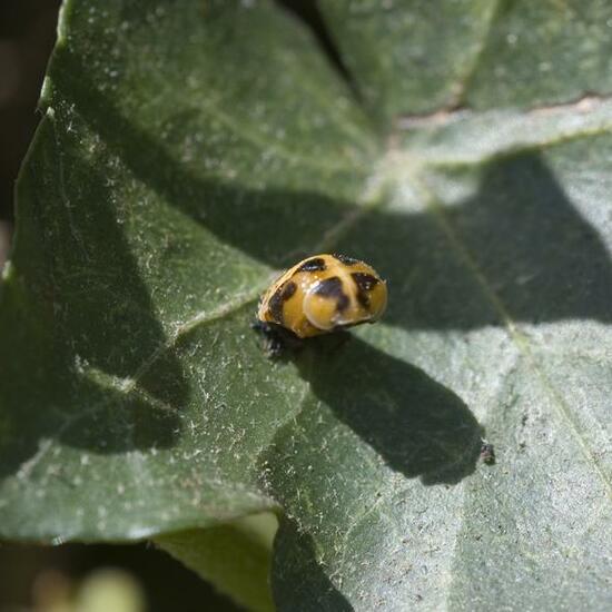 Harmonia axyridis: Animal in habitat Garden in the NatureSpots App