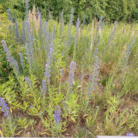 Echium vulgare: Plant in habitat Road or Transportation in the NatureSpots App